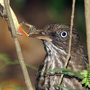 Pearly-eyed Thrasher