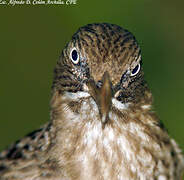 Pearly-eyed Thrasher