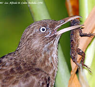 Pearly-eyed Thrasher