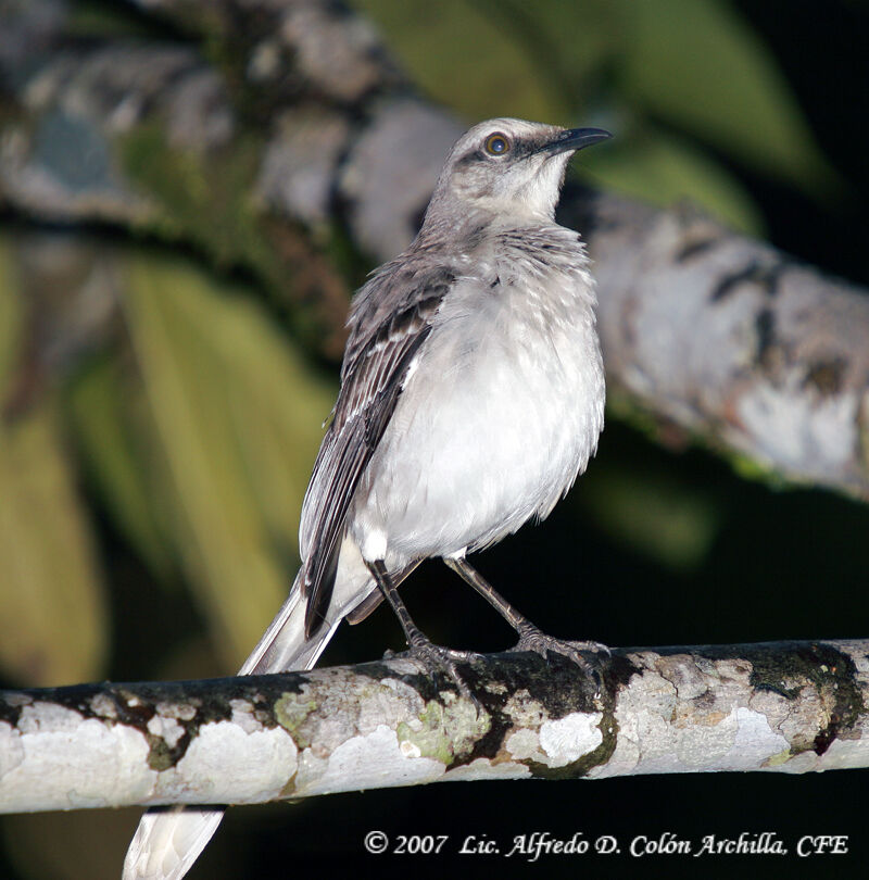 Tropical Mockingbird