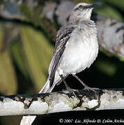 Tropical Mockingbird