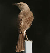 Northern Mockingbird