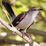 Northern Mockingbird