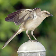 Northern Mockingbird