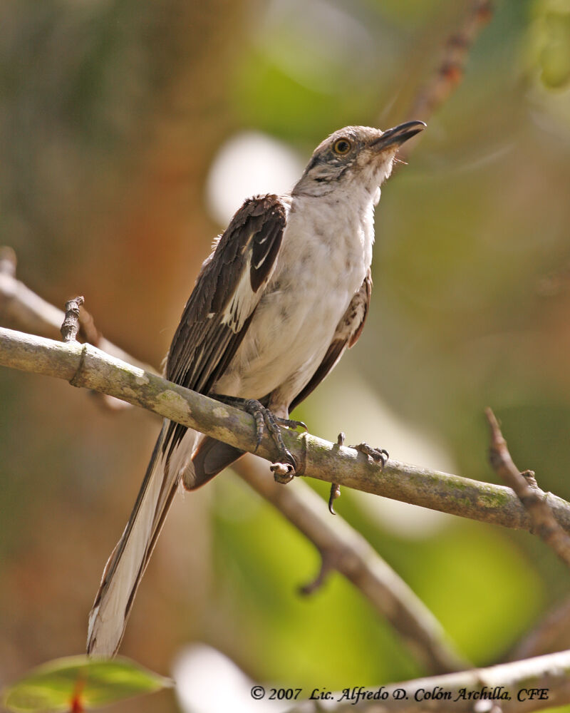 Northern Mockingbird