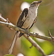 Northern Mockingbird