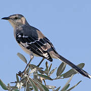 Northern Mockingbird