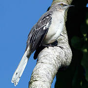 Northern Mockingbird