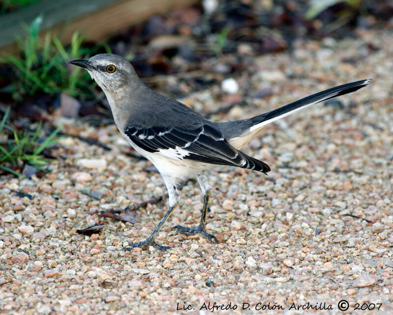 Northern Mockingbird