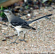 Northern Mockingbird