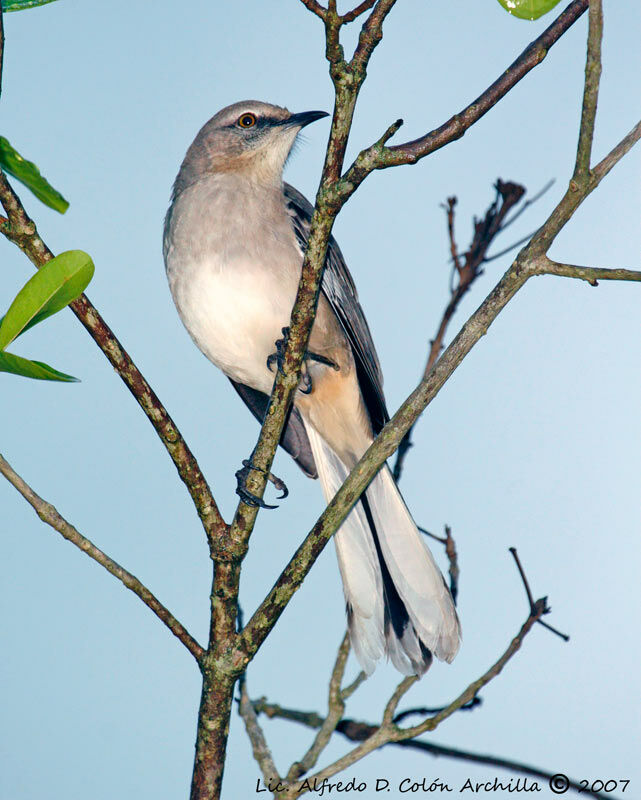 Northern Mockingbird