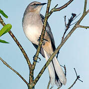 Northern Mockingbird