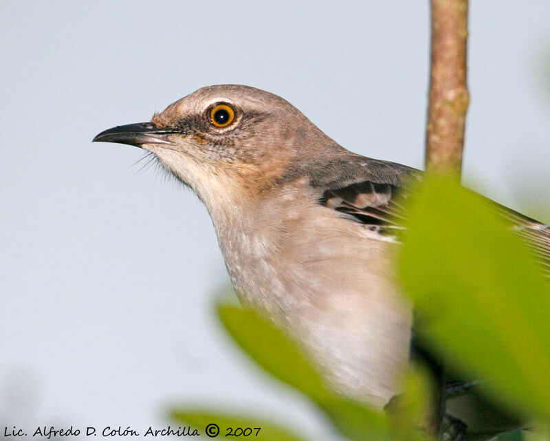 Northern Mockingbird