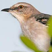 Northern Mockingbird