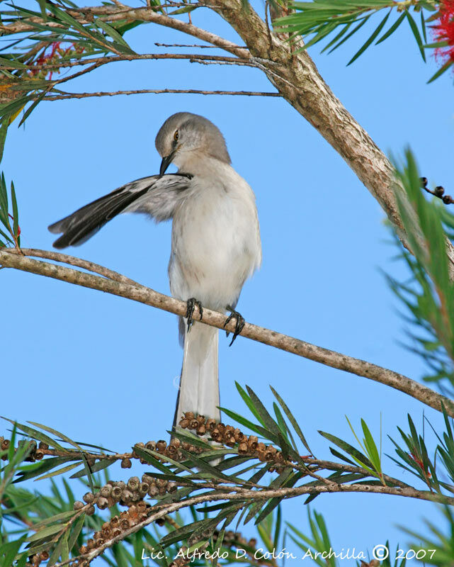 Northern Mockingbird