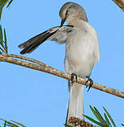 Northern Mockingbird