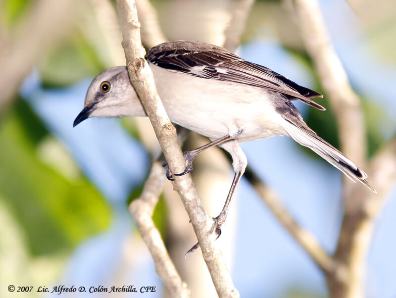 Northern Mockingbird