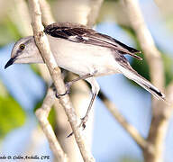 Northern Mockingbird