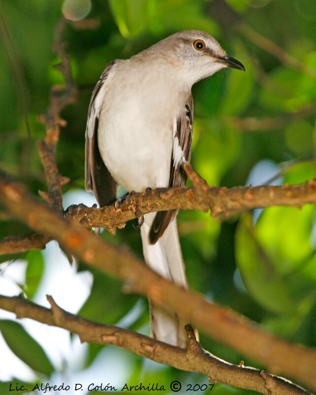 Northern Mockingbird