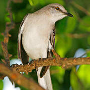 Northern Mockingbird