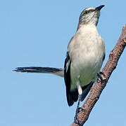 Northern Mockingbird