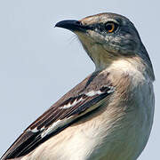 Northern Mockingbird