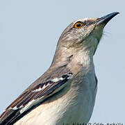 Northern Mockingbird