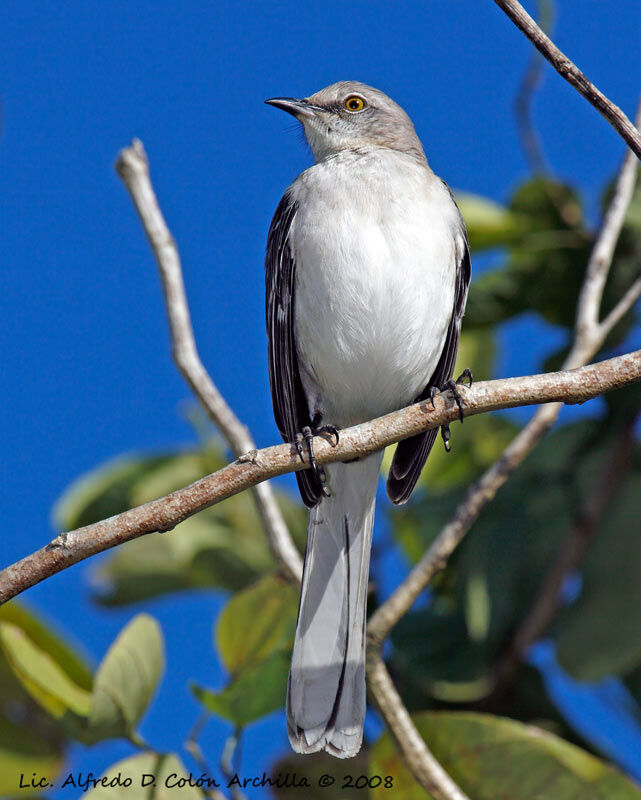 Northern Mockingbird