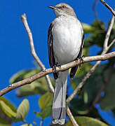 Northern Mockingbird