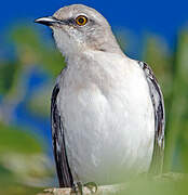 Northern Mockingbird