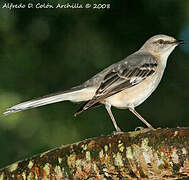 Northern Mockingbird