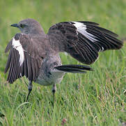 Northern Mockingbird