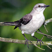 Northern Mockingbird