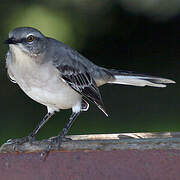 Northern Mockingbird