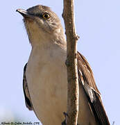 Northern Mockingbird