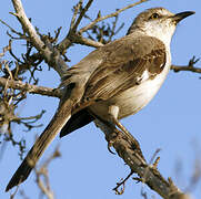 Northern Mockingbird