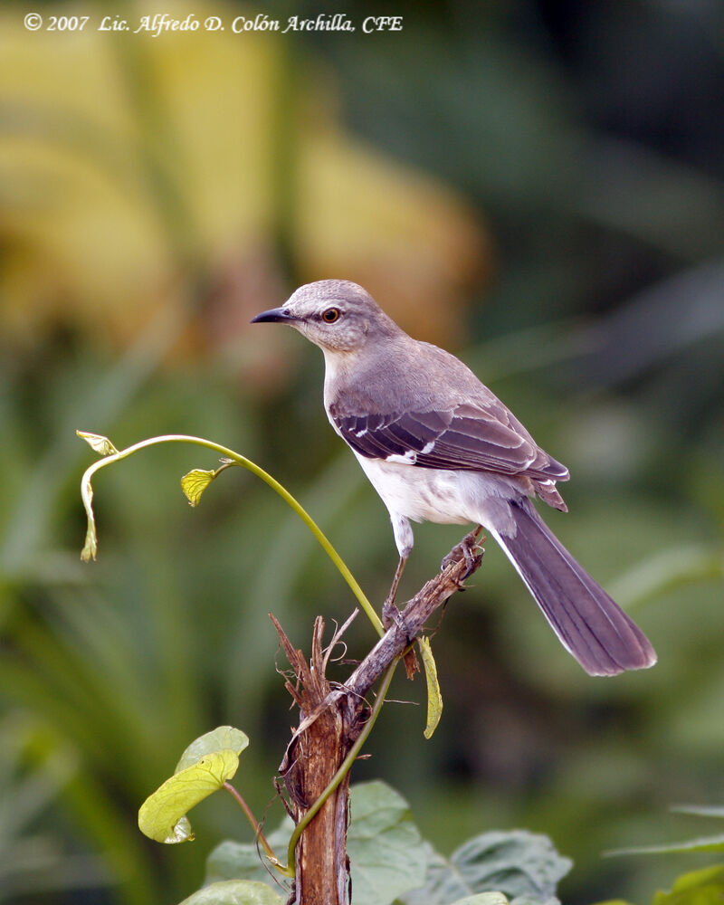 Northern Mockingbird