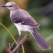 Northern Mockingbird