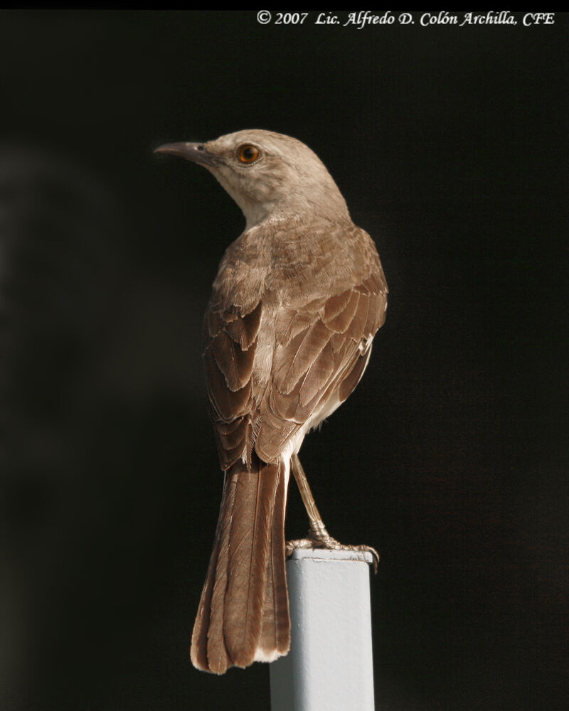 Northern Mockingbird