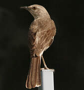 Northern Mockingbird