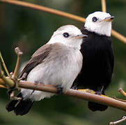 White-headed Marsh Tyrant