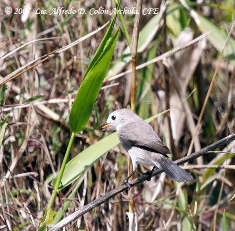 White-headed Marsh Tyrant