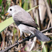 White-headed Marsh Tyrant