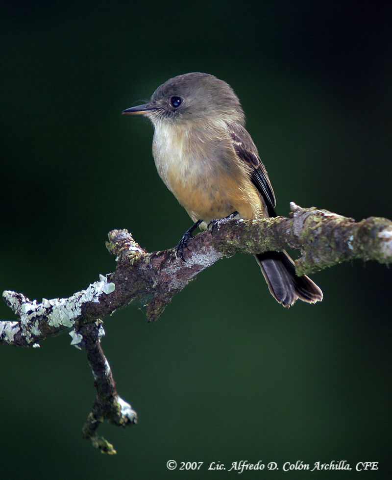 Lesser Antillean Peweeadult