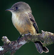 Lesser Antillean Pewee