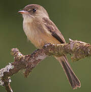 Lesser Antillean Pewee