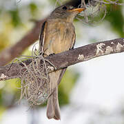 Lesser Antillean Pewee