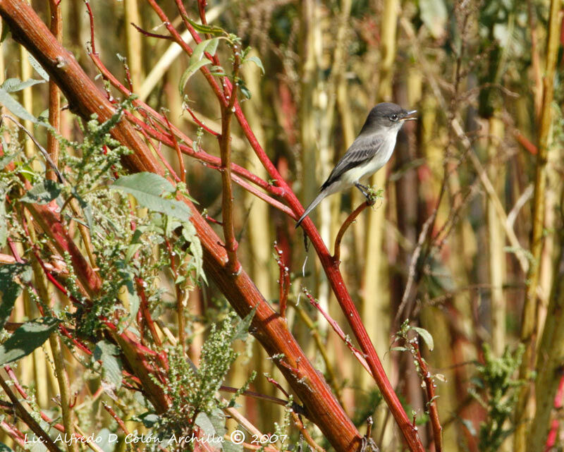 Eastern Phoebe