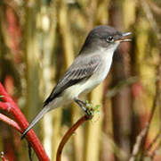 Eastern Phoebe