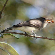 Eastern Phoebe